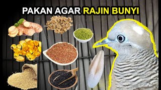Download lagu 15 Foods for Turtle Doves to Make Them Sing Frequently and Sing Quickly mp3
