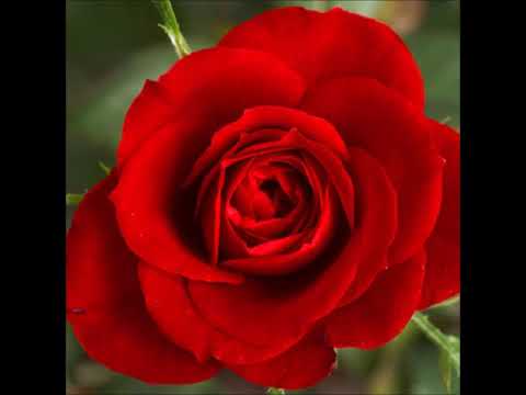 Peter Tornborg /Malaguena Salerosa