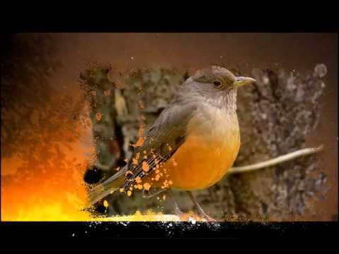 LIDIA BORDA - GOTA DE LLUVIA