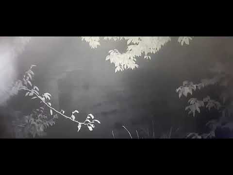 霧鹿村邱姓村民雞舍外監視器拍攝到臺灣黑熊出沒