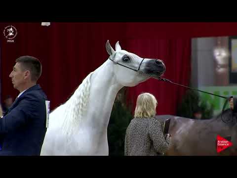 Ecaho European Show 2018 - Class 23