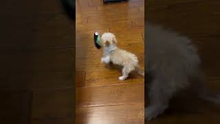 Video preview image #1 Mutt Puppy For Sale in Corona, CA, USA