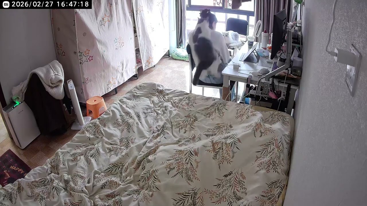 Cat Attempts to Take Down Owner || ViralHog