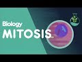 Mitosis Stages Of Mitosis Cells Biology FuseSchool