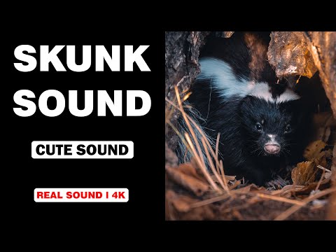 Real Skunk Sounds | High Quality | Cute Skunk Sound Experience! | 4K
