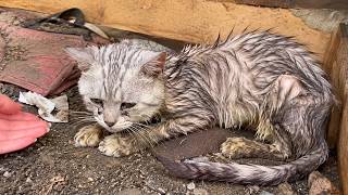 She Was Found in the Trash, Then She Picked the One Man Who Didnโt Want a Cat