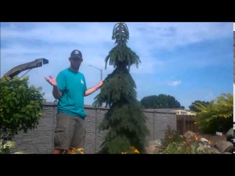 Ground Effects, Sioux Center