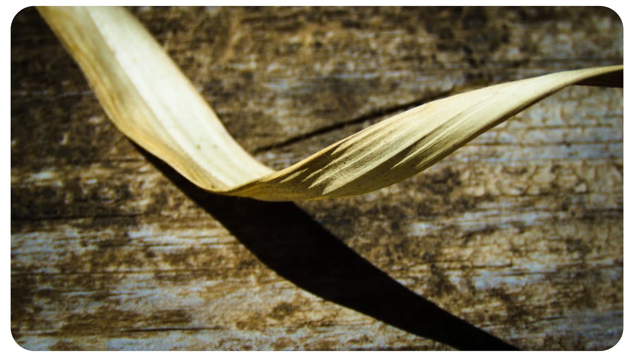 A revolução de uma palha