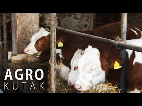 Agro Kutak 37 - Tov bikova i proizvodnja mlijeka