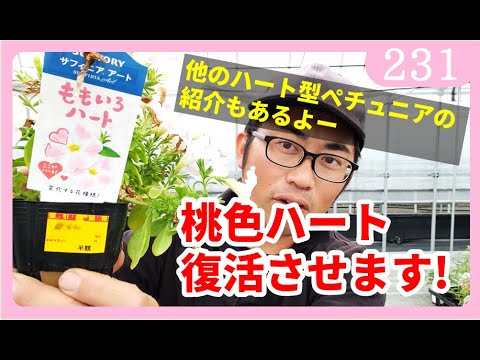 園芸 ハートの連鎖