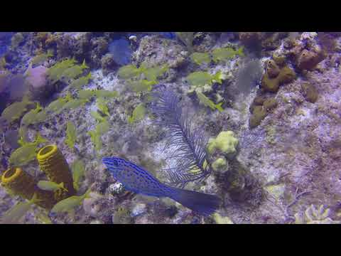 Vibrant and Beautiful colors and sea life of Bloody Bay