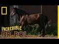 Horse Hoof Problems The Incredible Dr Pol