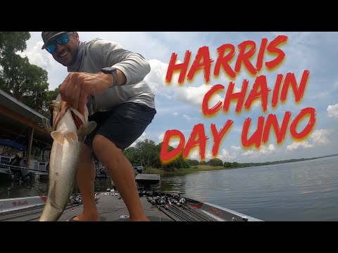MLF Toyota Series Harris Chain Day 1