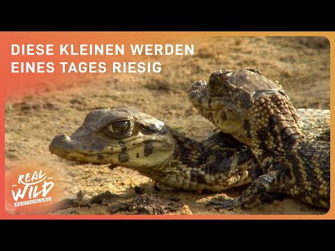 The largest caiman: In search of the black caiman