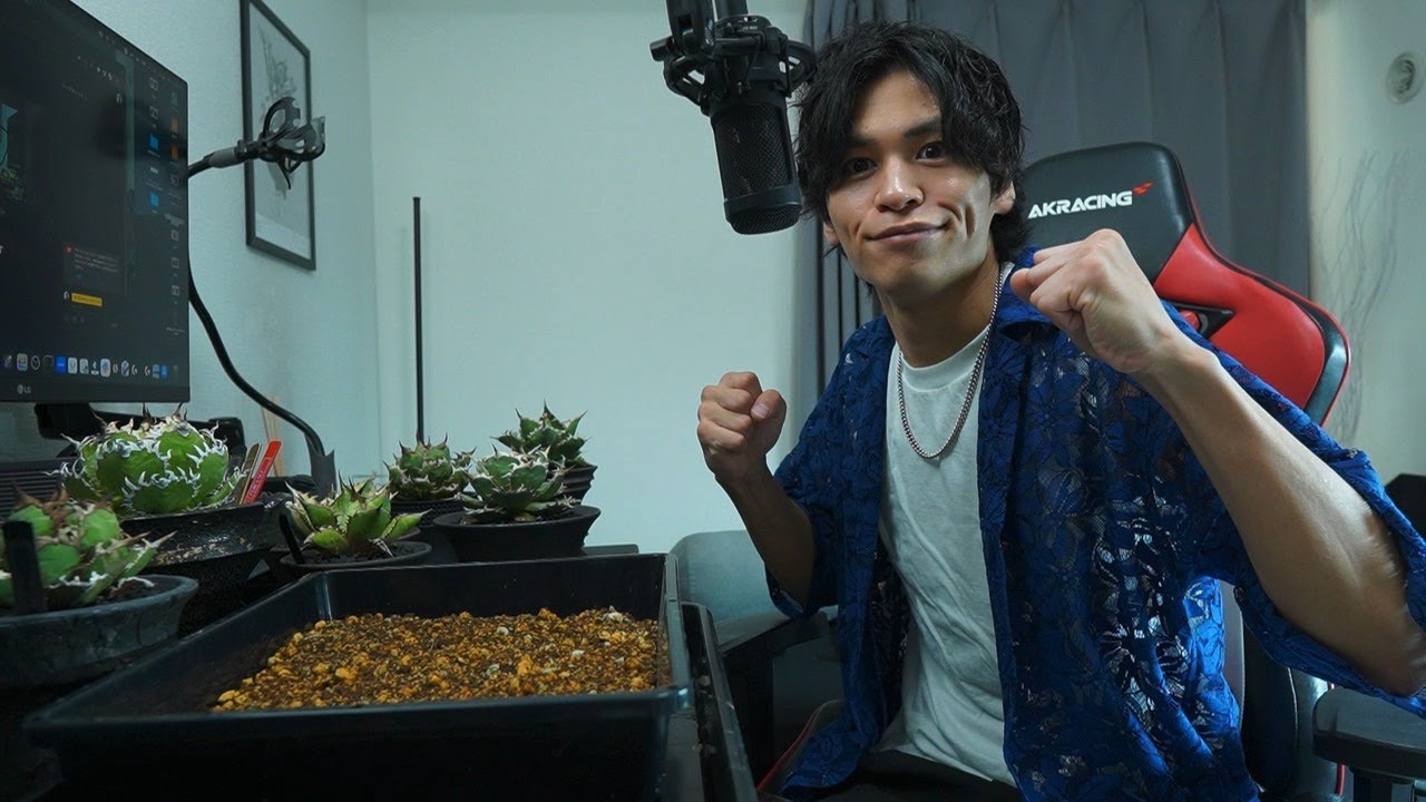 【朝配信】アガベの種まき200粒(暇なのでいっぱい雑談)
