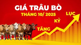 Giá Trâu Bò Tháng 10/2025 | Tăng Kỷ Lục, Nhiều Nơi Cháy Hàng