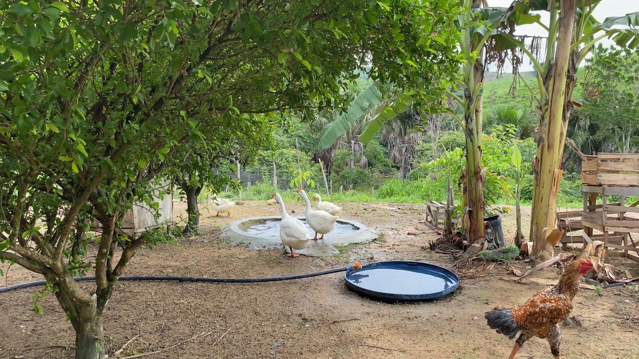 DIA A Dia NA SIMPLICIDADE DA ROÇA, VEJAM MAS NOVIDADE AQUI NO SÍTIO