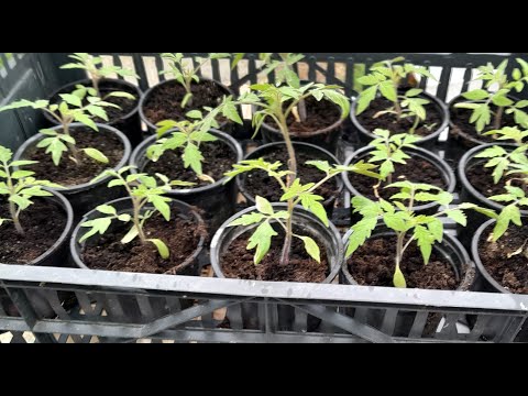 Ovim rastvorom snažno ubrzajte rast rasada paradajza