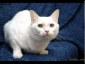 Наши Ангелы! Белые, пушистые, разные! Они такие!.avi 