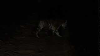 preview picture of video 'Roars of Distress - The Vanishing Tigers'