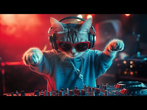DJ MIAWW Live &ndash; Hypnotic Beats 🔥 Techno Energy for the Night | Dance with the Coolest Cat DJ! 🎧🐾🔥