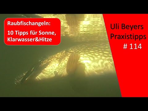 Beißzeiten Hecht:10 Tipps zum Hechtangeln bei Sonne, Klarwasser und Windstille