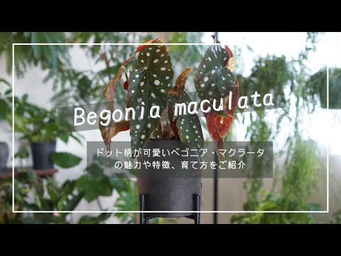ベゴニア・マクラータ水玉植物の栽培トレンドを維持する方法 2024