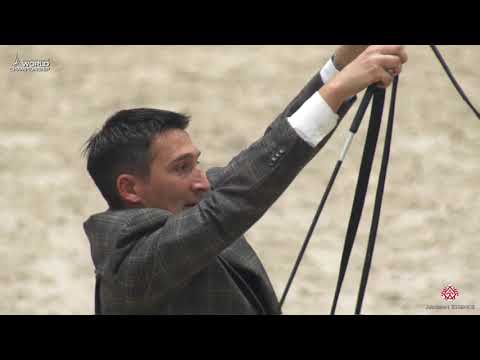 N 104 D MEZYAN   Paris 2019   Yearling Colts Class 4B