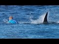 Surfer Fights Off Shark Attack On Live TV During Competition