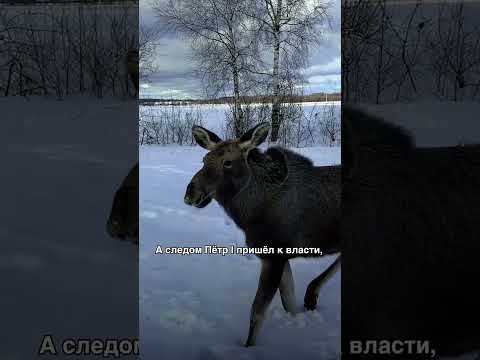 Лоси были верховыми при царях! Знали? Смотрите полный выпуск про этих удивительных животных