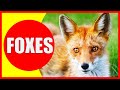 FOXES FOR KIDS Fox Facts For Children Kindergarten And Preschoolers