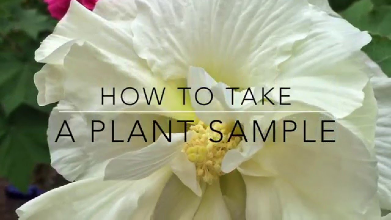 Submitting A Plant Sample