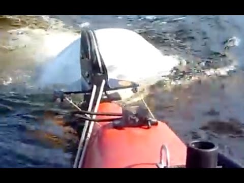 Kayak pushed by a beluga | Kayak poussé par un béluga (Lévis-Chicoutimi)