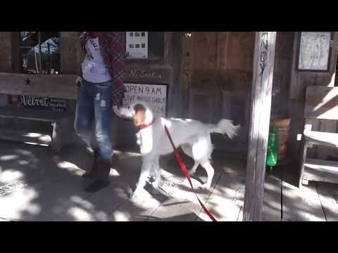 Matilda / "Tillie", an adopted English Setter in Denver, CO_image-1