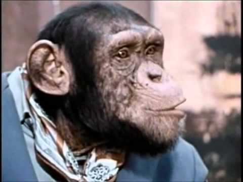 WOMBO COMBO chimp chess