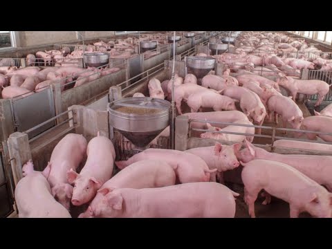 Mother Pig Leaves Her Piglets. 1000 Piglets Officially Become Independent!"
