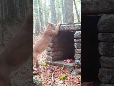 The mountain lion aggressively shakes the cage and claws at the stone bars while trying to escape.