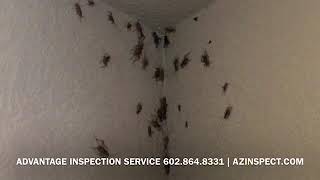 Cricket Infestation