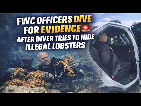 FWC Officers Dive for Evidence After Diver Tries to Hide Illegal Lobsters 🚨 | FWC Body Cam