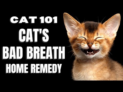 Cats 101 : Cat's Bad Breath Home Remedy