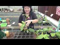 Norman Fang Live!  Episode 23 Phal violacea and its hybrids