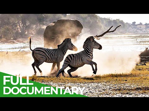 Twenty Years of Drought The Return of Botswana's Boteti River