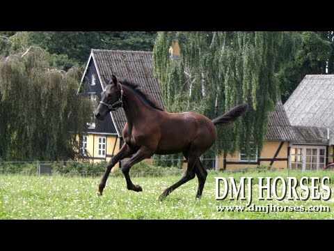 DMJ HORSES presents - DMJ FIESTA FOREVER by Millennium (damline of DON SCHUFRO!)