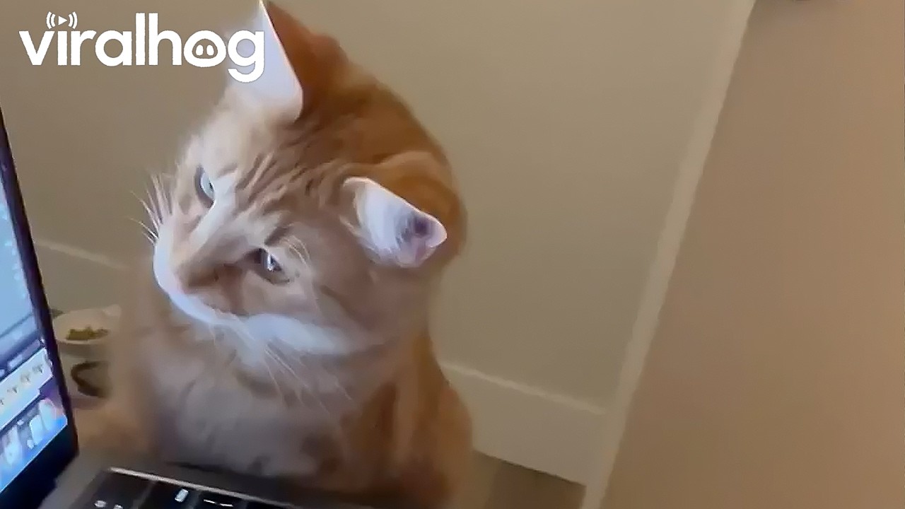 Orange Cat Oversees Photo Editing Process || ViralHog