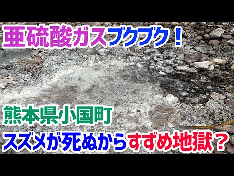 【熊本県】亜硫酸ガスブクブク、スズメが死ぬ？すずめ地獄！？