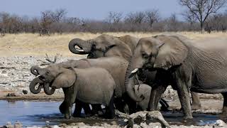 #ACTonIICSA - The Elephant in the Room