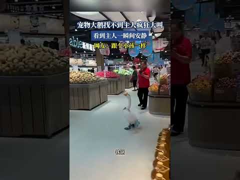 寵物大鵝找不到主人瘋狂大叫，看到主人一瞬間就安靜了