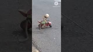 Download lagu Monyet lucu pintar naik motor#shorts mp3 Download lagu Monyet lucu pintar naik motor#shorts mp3