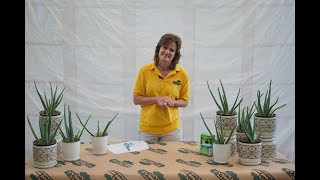 How to Care for an Aloe Vera Plant ENGLISH GARDENS