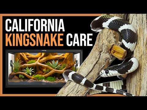Korovka kalifornská (Lampropeltis californiae) — starostlivosť pre začiatočníkov